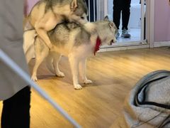 -Husky Go! 哈士奇体验馆·宠物咖啡厅狗咖