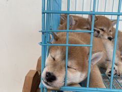 -柴犬小屋·柴餐厅·狗咖食堂(金鼎广场店)