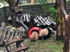 -都江堰中华大熊猫苑