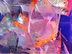 iphone_upload_pic-清平路水族市场