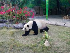 -灵玲国际马戏城