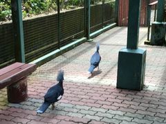 -新加坡飞禽公园
