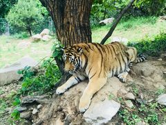 -西安秦岭野生动物园