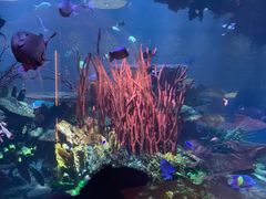 -迪拜帆船酒店海底餐厅