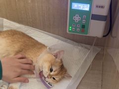 -北京观赏动物医院·24小时大型综合·猫专科·异宠专科