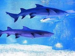 -成都浩海立方海洋公园