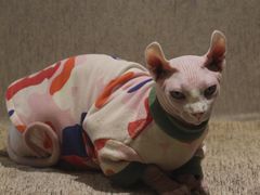 -藏猫猫咖啡主题馆(中央大道店)