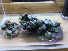 -龟与熊猫宠物公园(南坪店)
