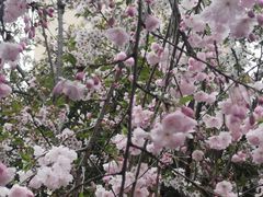 -高东镇樱花园