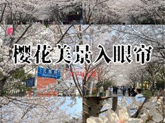 -高东镇樱花园