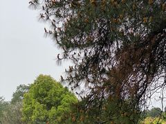 -铁山坪森林公园