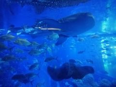 -成都浩海立方海洋公园