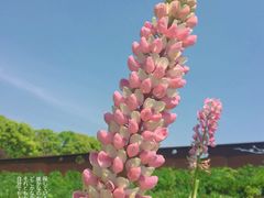 景点-花开海上生态园