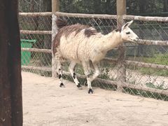 -青藏高原野生动物园