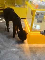 -神奇动物撸宠馆·羊驼·小浣熊·异宠(豫园店)