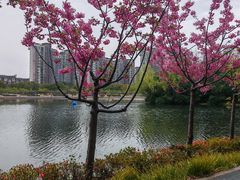 -新江湾城公园