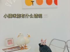 -团子家猫咪猫咖馆·柯基·柯尔鸭