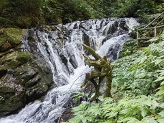 -莫里热带雨林景区