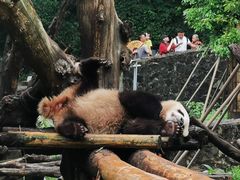 -都江堰中华大熊猫苑
