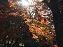 -庐山风景区花径公园