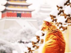 -故宫博物院(故宫)