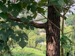 -王借岗森林公园