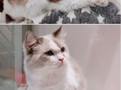 -喵喵咪呀布偶猫咖(春熙路店)