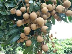 -从化深英荔枝黄皮龙眼采摘园