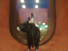 -觅福里•熟成和牛餐厅