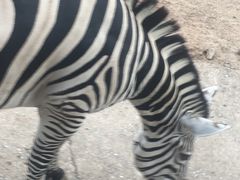 -清迈夜间动物园