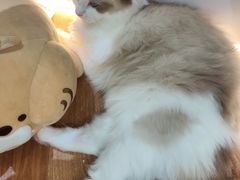 -COLOR PETS 撸猫馆·购猫·猫咖(长风大悦城店)
