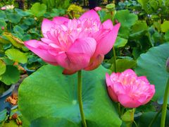 -国家植物园南园