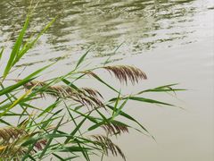 -翠湖国家城市湿地公园