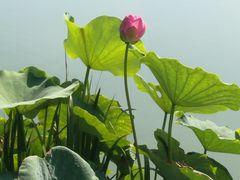 -燕郊植物园