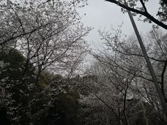 -武汉大学-樱园