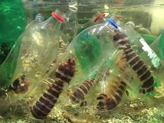 -Isla Sugbu Seafood City