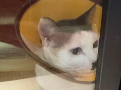 -御宝贝·A梦猫科宠物医院(国际猫友好医院)
