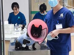 -谐和贝康宠物医院24小时·宠保定点(急重症转诊中心)