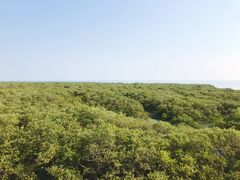 -北海金海湾红树林生态旅游区