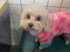 -老四川平头酸菜鱼(衙前店)