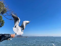 -海埂大坝