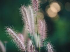 -光明小镇欢乐田园