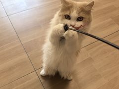 -唐小姐の私宠·宠物洗护美容·撸猫馆·购宠(周浦万达旗舰店)