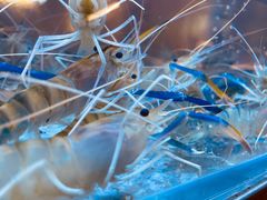 -白仁仔· 活烤海鲜 宵夜(豫园店)