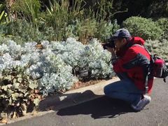 -墨尔本皇家植物园