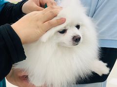 -瑞鹏宠物医院犬猫全科(真大分院)