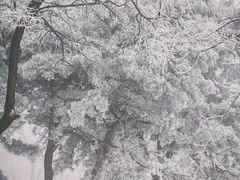 -鲁山国家森林公园