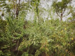 -天津东丽湖风景区