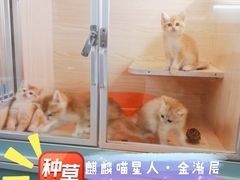 -70cat德文卷毛猫·缅因猫纯种猫舍