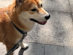 -瑞鹏宠物医院·微创内窥镜·骨外科·牙科(翠竹分院)